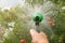 Hand holds manual sprinkler for irrigation and watering garden by water jets