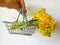 A hand holds a metal basket with a bouquet of yellow bright dandelion flowers