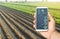 Hand holds mobile phone with crop status analysis infographics. Quality control. Innovative modern technologies in agriculture.