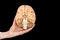 Hand holds model human brain on black background