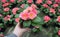 Hand holds a pot with pink primrose and lots of blurred primroses are in a greenhouse. Spring flower sale