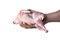Hand holds raw carcass of quail
