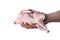 Hand holds raw carcass of quail