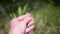 Hand Holds the Seeds of a Fluffy Dandelion on Blurred Background of Nature.