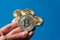 The hand holds a silver coin bitcoin on a blue background. The concept of crypto currencies