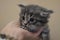 Hand holds a small gray kitten Little cat sits on the hand Soft focus