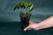 Hand holds tomato seedlings in a transparent glass