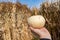 Hand holds up a cute white, small pumpkin. Cornfield in the background