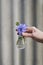 Hand holds a used light bulb filled with periwinkle flowers