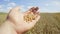 A hand holds wheat grains as nature\'s gift to all mankind.