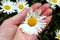 Hand holds a white daisy flower in summer