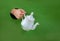 Hand in the hole. A male hand holds a white porcelain teapot through a hole in green paper