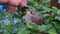 Hand of a human feeding whitethroat fledgling in natural environment