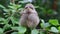 Hand of a human feeding whitethroat fledgling outdoors