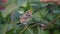 Hand of a human feeding whitethroat fledgling outdoors