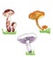 hand illustration edible forest mushrooms