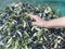 Hand immersed in quality `Taggiasca` olives