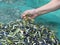 Hand immersed in quality `Taggiasca` olives