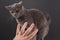Hand with the index finger indicates a gray cat