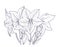 Hand ink drawing bellflower