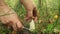 Hand with knife cutting off beautiful mushroom