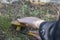 Hand with a knife cutting a yellow `Weeping bolete` mushroom in a pines forest