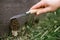 Hand with knife gathering morchella mushrooms close up. True morels. Harvesting Morchella esculenta. Fungi delicacy, delicious