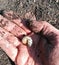 Hand with larvae from shimmering beetle