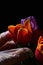 Hand in latex sterile glove picking orange tulip from colorful tulip bouquet, black background