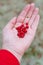 Hand with lingonberries