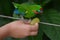 Hand of a little child feeds a Fig Parrot