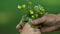 Hand of little child giving yellow flowers to old wrinkled person, close up