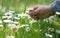 Hand of a little girl, picking a daisy flower