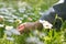 Hand of a little girl, picking a daisy flower