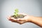 Hand of little girl with tree growing