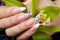 Hand with long artificial french manicured nails holding an orchid flower