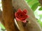 hand made clay art designer pink color flower kept on wooden tree branch