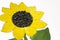 Hand-made picture of lovely sunflower. Painted with yellow and green gouache and glued black seeds. Art on the white background