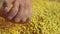 Hand of male farmer touching processed peas, checking harvest quality, slow-mo