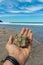 Hand Male Holding a Sea Stone on Virgin Mexican Beach.