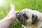 Hand of a man caresses a dog