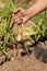 Hand Of Man Farmer Hold Young Onions In Vegetable Garden.