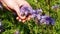 Hand of man holding lavender flower