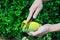 Hand of a man peeling mango