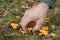 Hand of a man picking forest mushrooms chanterelles