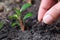 Hand of man planting a seed in soil agriculture. plants growing nature and reducing global warming concept