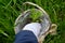 The hand of the man puts daisy seedling in a basket