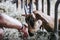 Hand of a man stroking a goat in a sheepfold