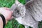 Hand of a man who strokes a gray cat behind an ear