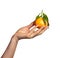 Hand with Mandarin Orange